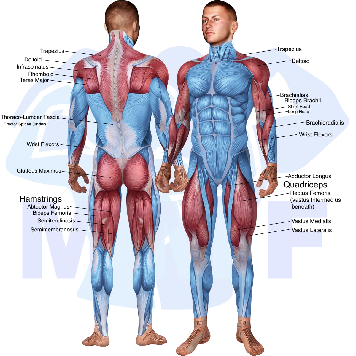 Image of the skeletal muscular system with the muscles used in the barbell rear delt row exercise highlighted in red and the rest in blue.