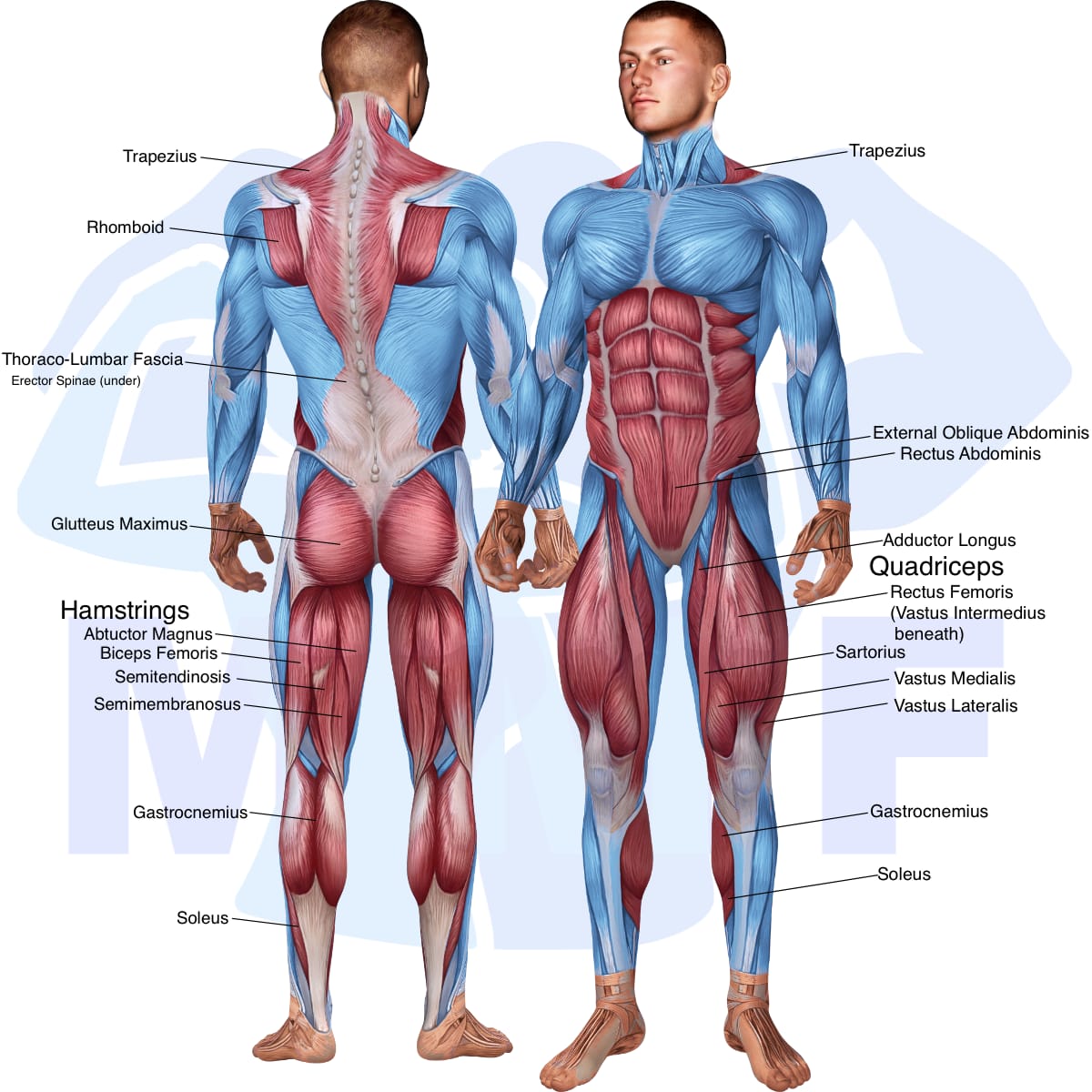 Image of the skeletal muscular system with the muscles used in the barbell romanian deadlift from deficit exercise highlighted in red and the rest in blue.