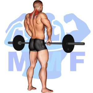 Graphic image of the barbell back exercise the  Barbell Shrug.
