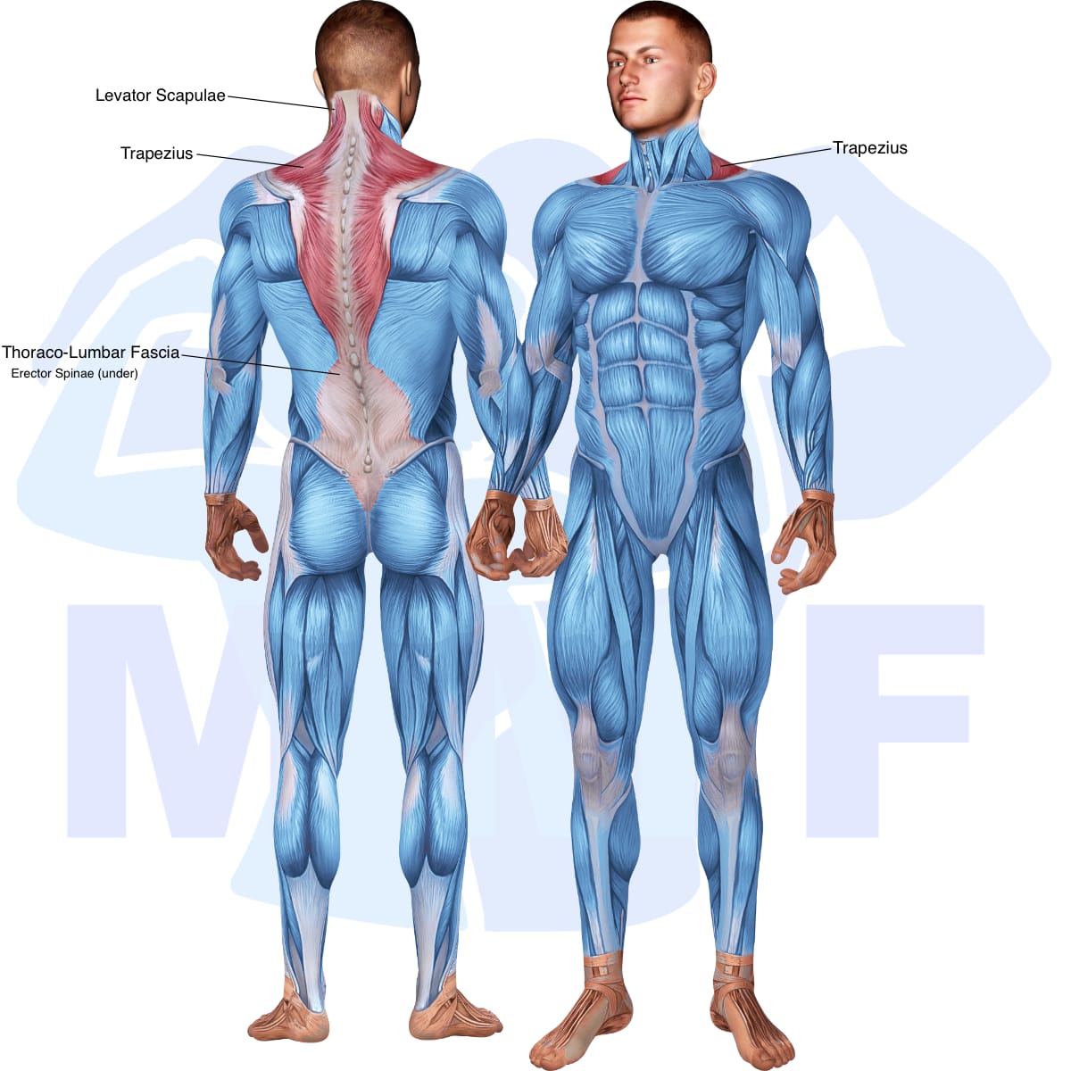 Image of the skeletal muscular system with the muscles used in the barbell shrug exercise highlighted in red and the rest in blue.