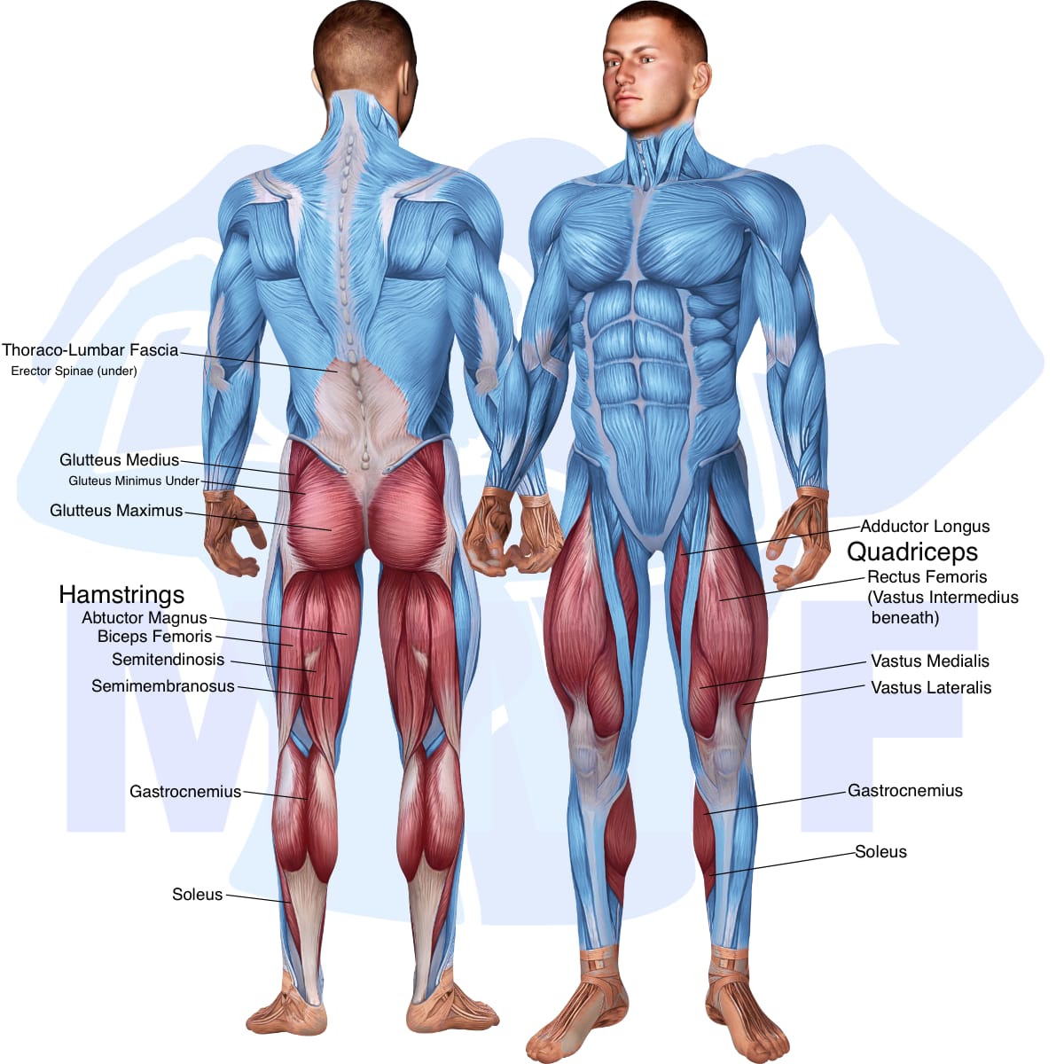 Image of the skeletal muscular system with the muscles used in the barbell side split squat exercise highlighted in red and the rest in blue.