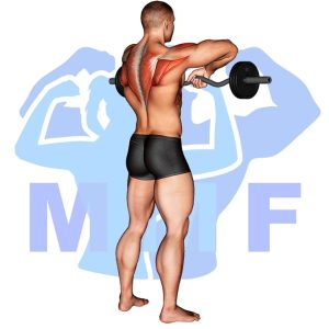 Graphic image of Barbell Standing Upright Row.