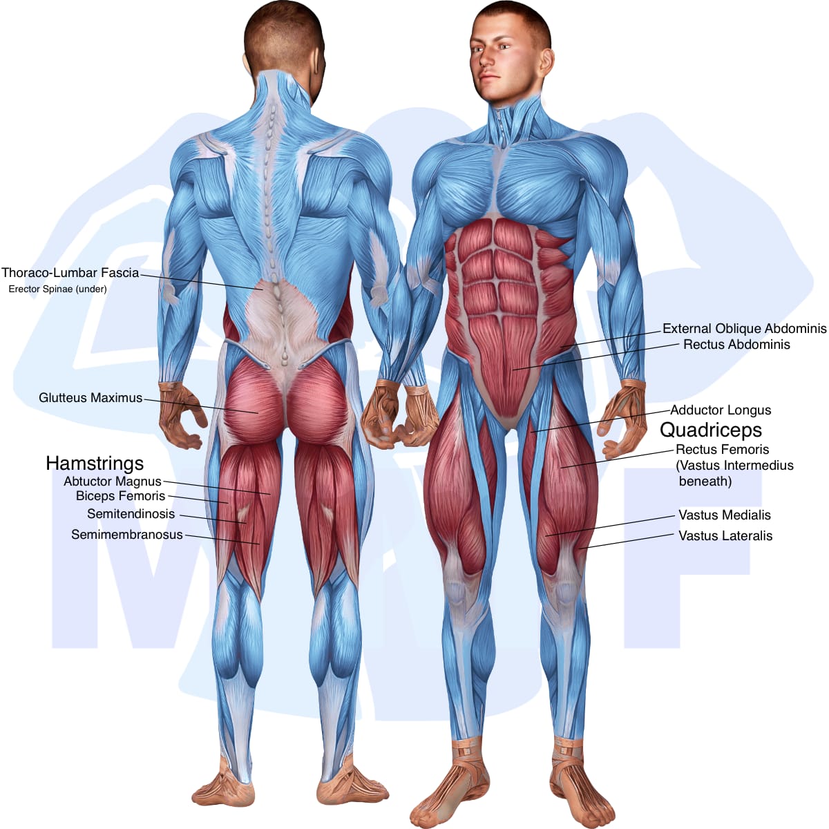 Image of the skeletal muscular system with the muscles used in the barbell stiff leg good morning exercise highlighted in red and the rest in blue.