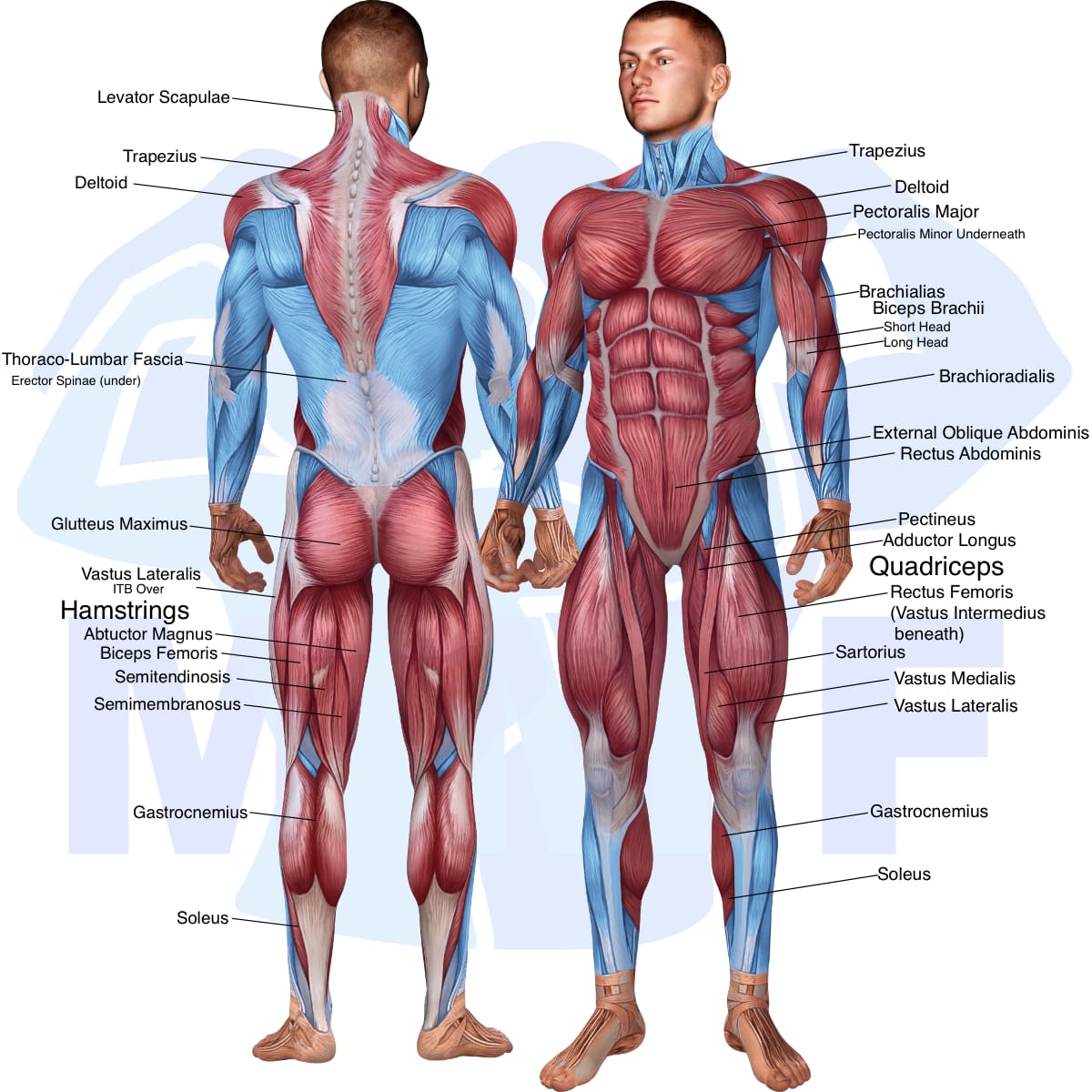Image of the skeletal muscular system with the muscles used in the barbell zercher squat exercise highlighted in red and the rest in blue.