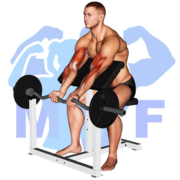 EZ Bar Close Grip Preacher Curl Exercise - Great Go To Isolation Bicep Exercise