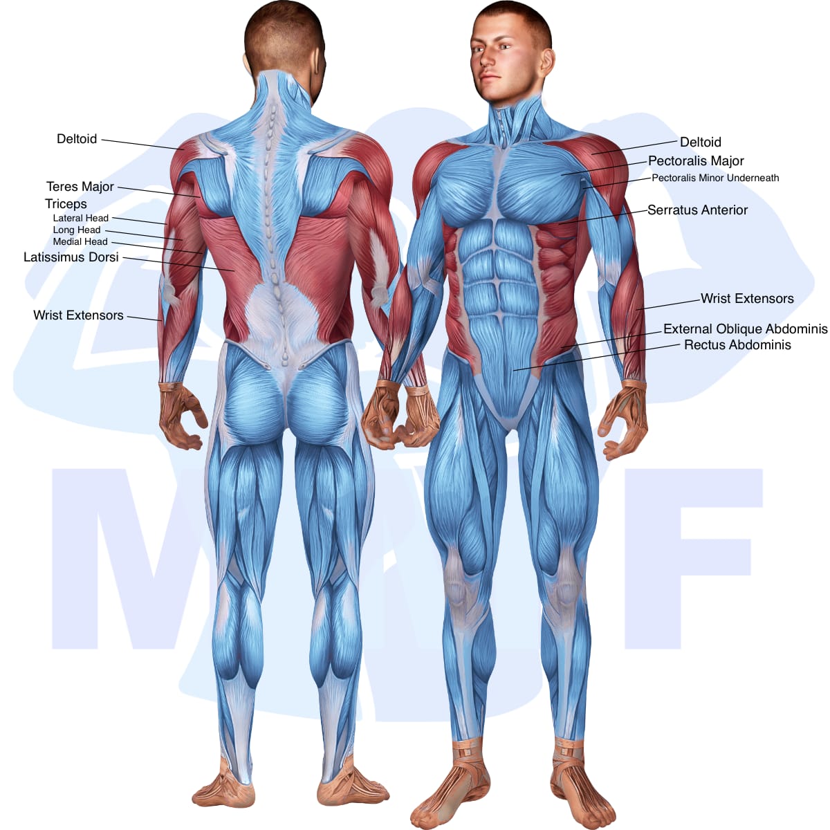 Image of the skeletal muscular system with the muscles used in the ez bar decline triceps extension exercise highlighted in red and the rest in blue.