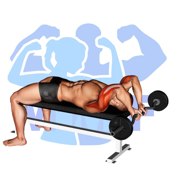 EZ Bar Lying Close Grip Triceps Extension Behind Head Exercise - How To Guide