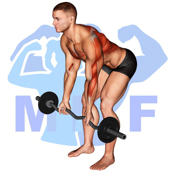 EZ Bar Reverse Grip Bent Over Row Exercise - Your Quick And Easy Guide
