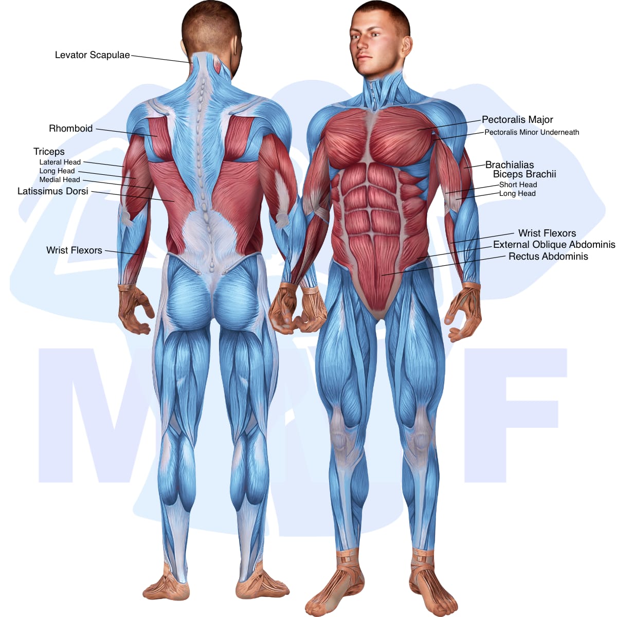 Image of the skeletal muscular system with the muscles used in the decline dumbbell fly exercise highlighted in red and the rest in blue.