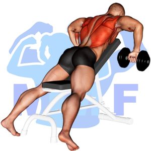 Graphic image of Dumbbell Chest Supported Row.