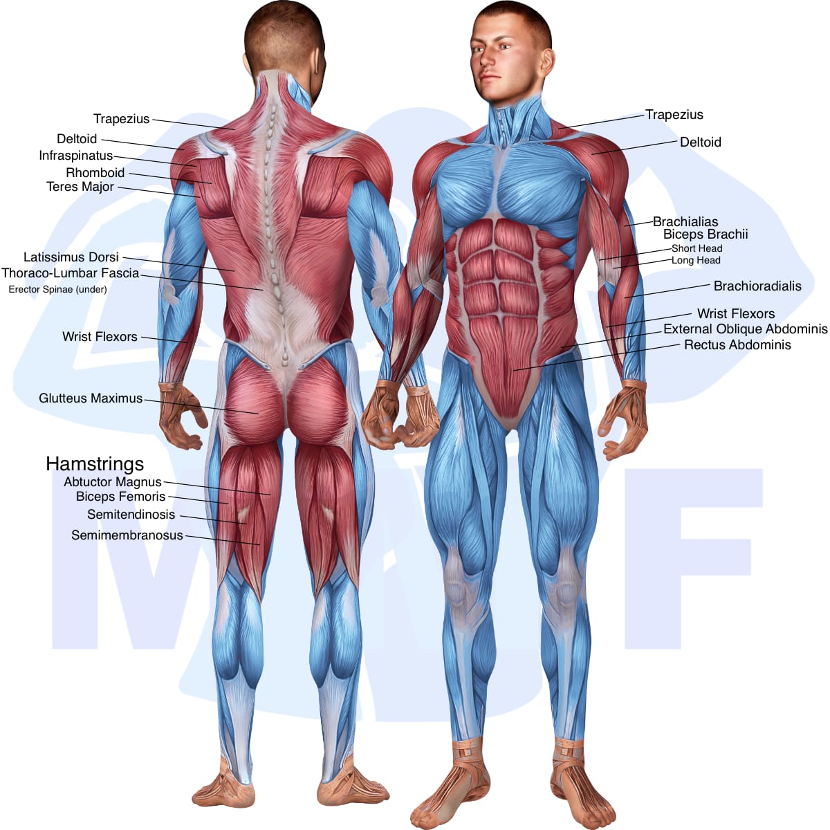 Image of the skeletal muscular system with the muscles used in the dumbbell one arm rear deltoid row exercise highlighted in red and the rest in blue.