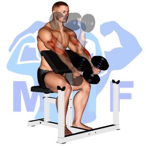 Graphic image of Dumbbell Preacher Hammer Curl.