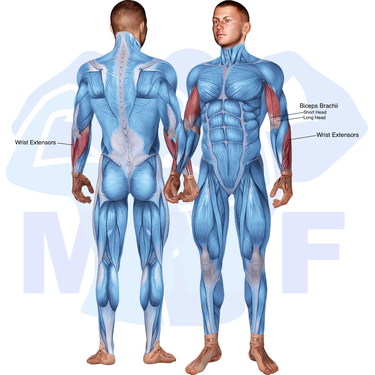 Image of the skeletal muscular system with the muscles used in the dumbbell reverse grip preacher curl exercise highlighted in red and the rest in blue.
