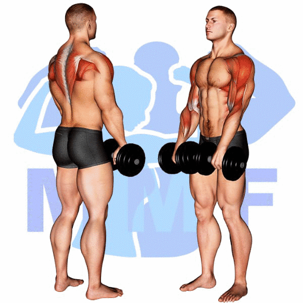Man Performing Dumbbell Upright Row