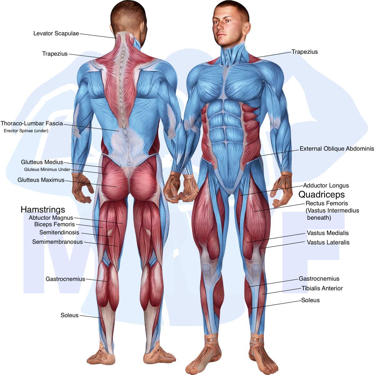 Image of the skeletal muscular system with the muscles used in the dumbbell walking lunges exercise highlighted in red and the rest in blue.