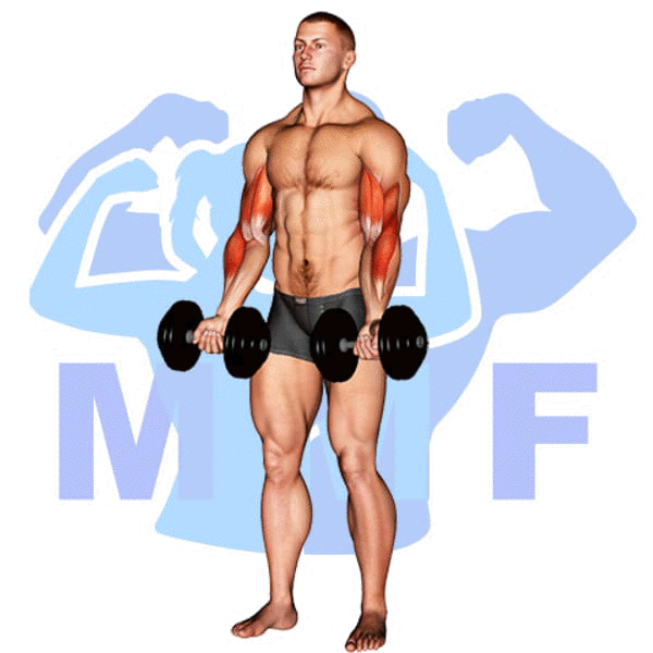 Man Performing Dumbbell Zottman Curl