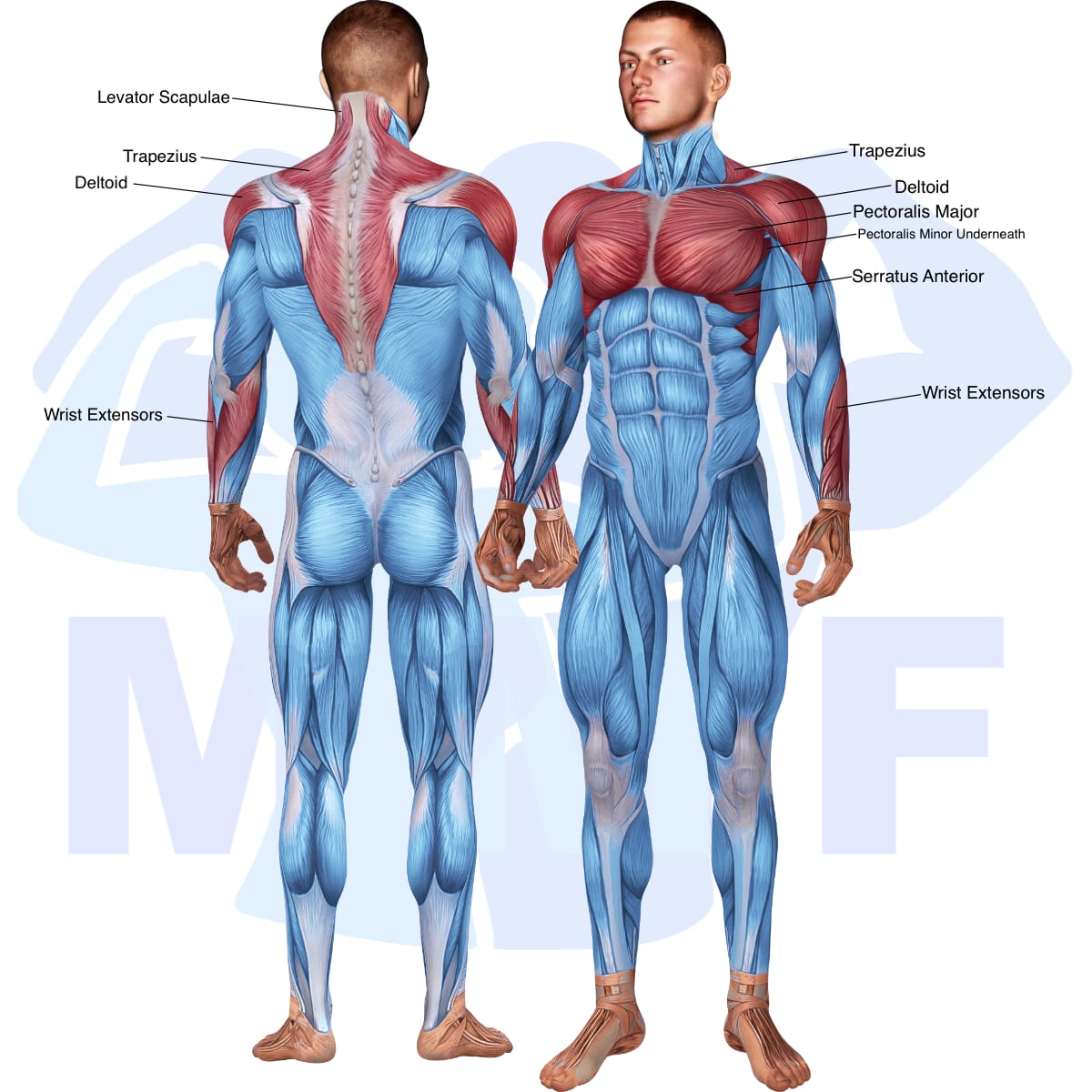 Image of the skeletal muscular system with the muscles used in the incline dumbbell rotating lateral raise exercise highlighted in red and the rest in blue.