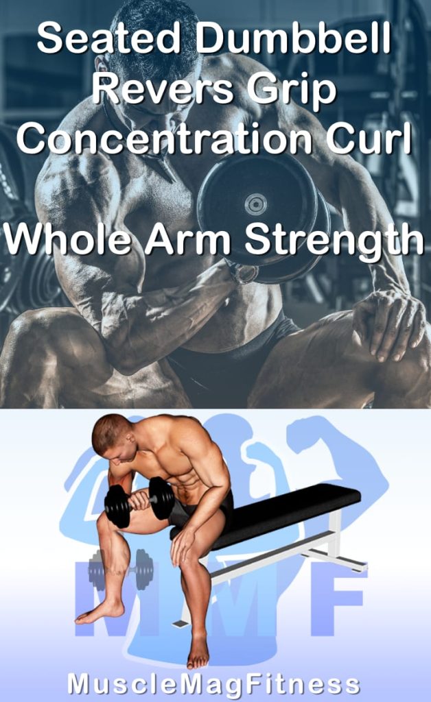 Pin image for seated dumbbell revers grip concentration curl post. With an image of a man performing the exercise on Top and a graphic of the exercise on the Bottom.