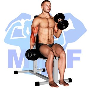 Graphic image of Seated Alternating Dumbbell Hammer Curl.