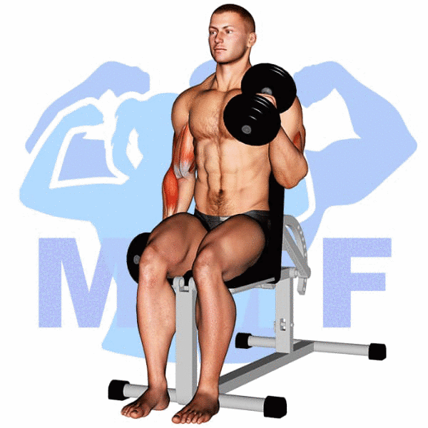 Man Performing Seated Alternating Dumbbell Hammer Curl