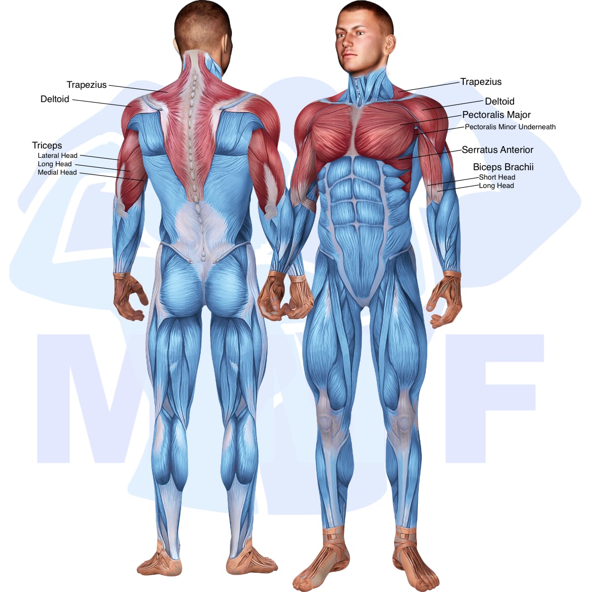 Image of the skeletal muscular system with the muscles used in the seated dumbbell parallel grip shoulder press exercise highlighted in red and the rest in blue.