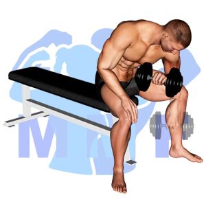 Graphic image of Seated Dumbbell Revers Grip Concentration Curl.