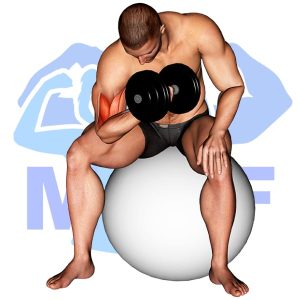 Graphic image of Stability Ball Dumbbell Concentration Curl.