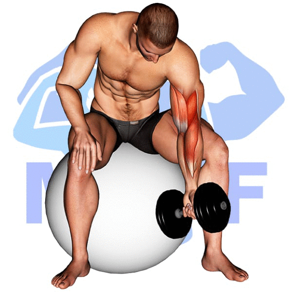 Man Performing Stability Ball Dumbbell Concentration Curl