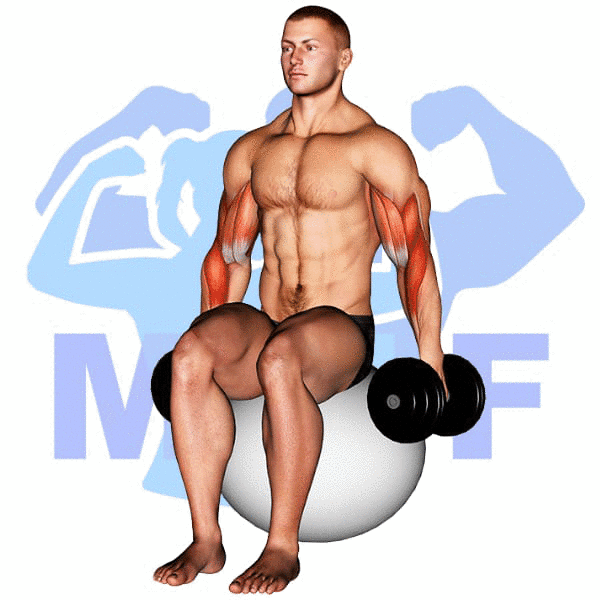 Man Performing Stability Ball Dumbbell Hammer Curl