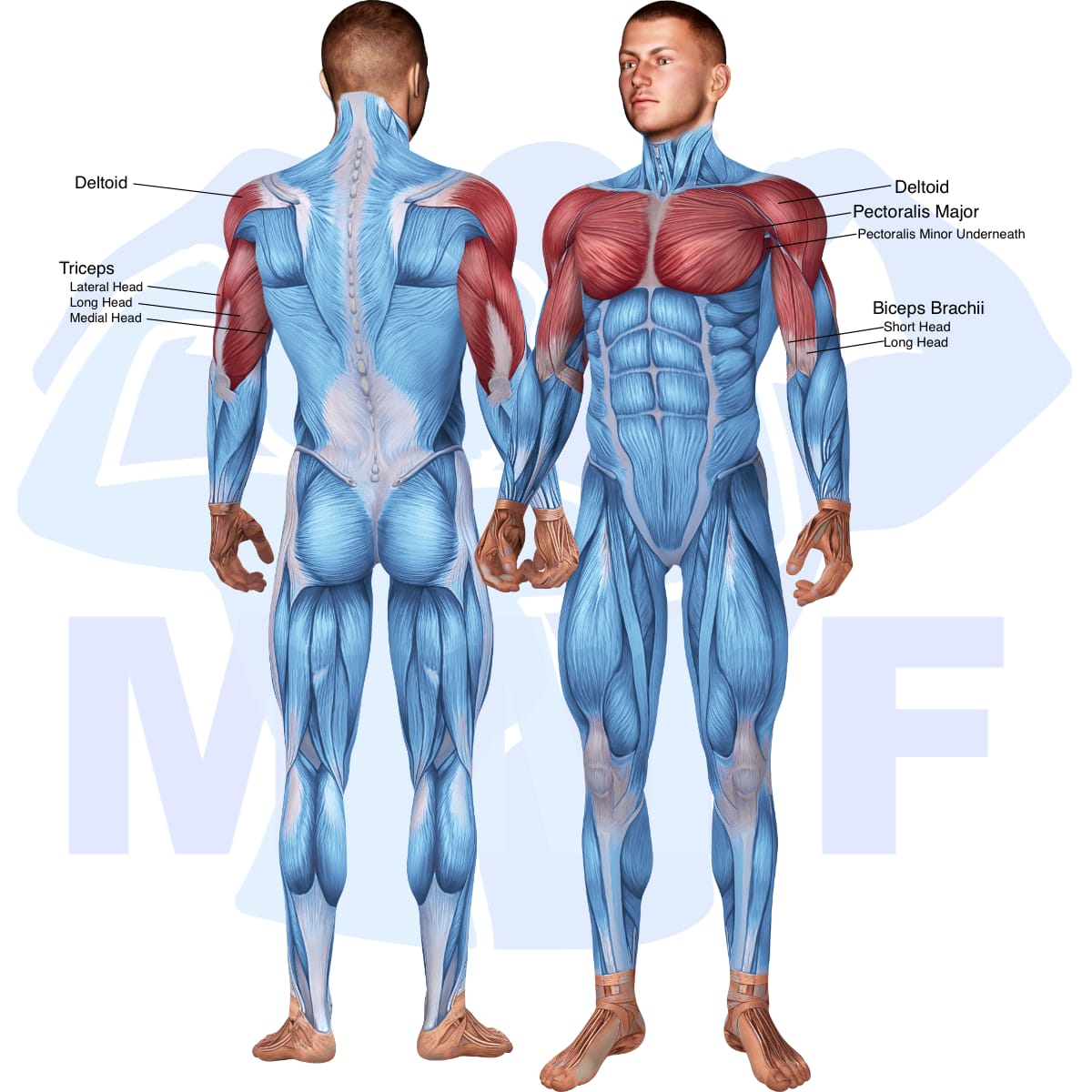 Image of the skeletal muscular system with the muscles used in the stability ball incline dumbbell press exercise highlighted in red and the rest in blue.