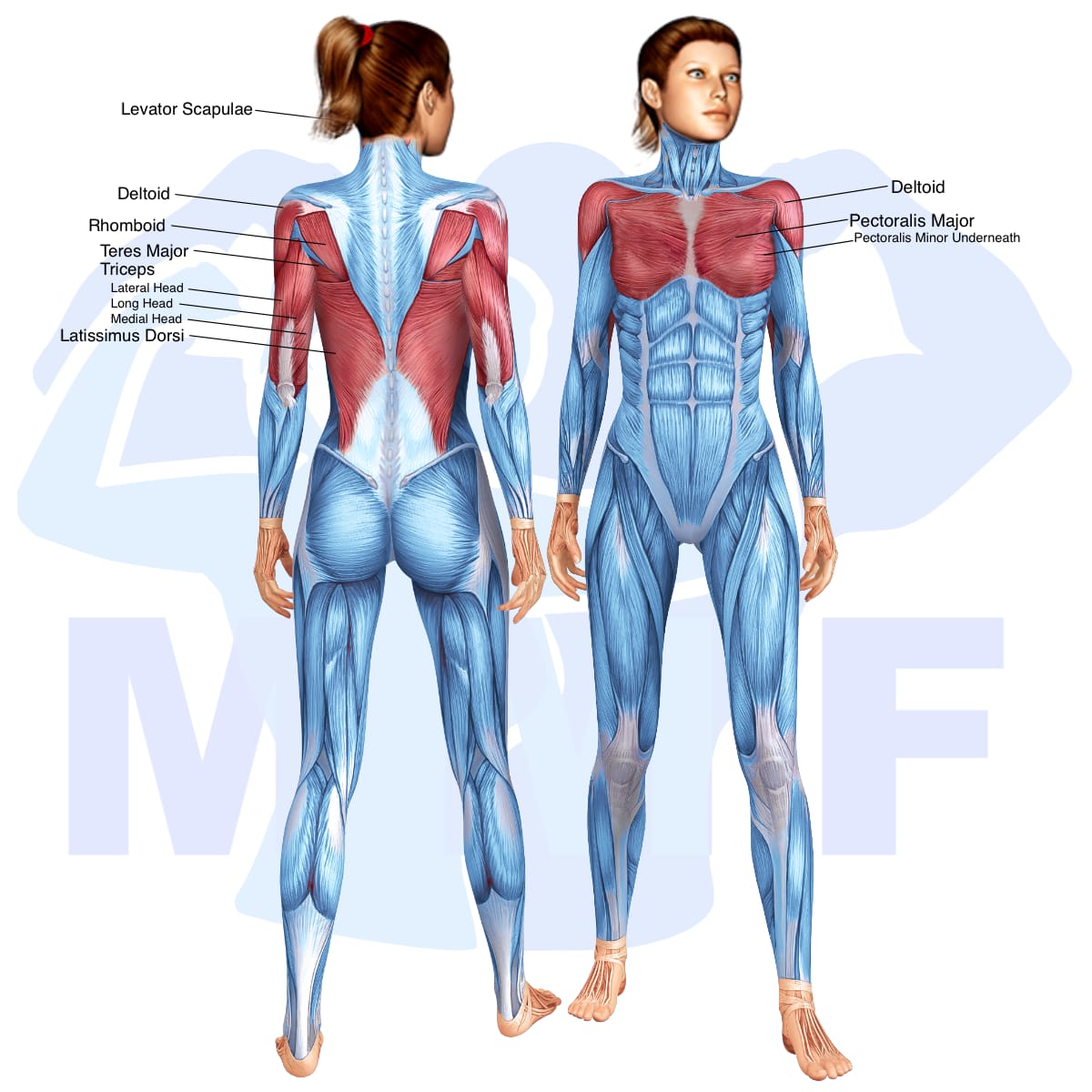 Image of the skeletal muscular system with the muscles used in the bent arm dumbbell pullover exercise highlighted in red and the rest in blue.
