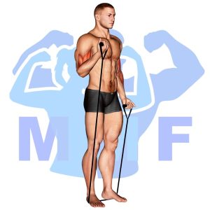 Graphic image of Alternating Resistance Band Curl.