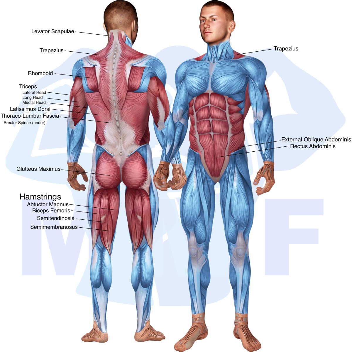 Image of the skeletal muscular system with the muscles used in the band pull through exercise highlighted in red and the rest in blue.