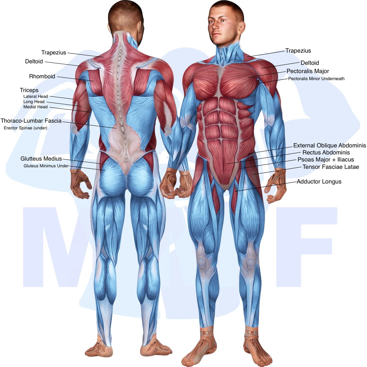 Image of the skeletal muscular system with the muscles used in the horizontal pallof press with bands exercise highlighted in red and the rest in blue.