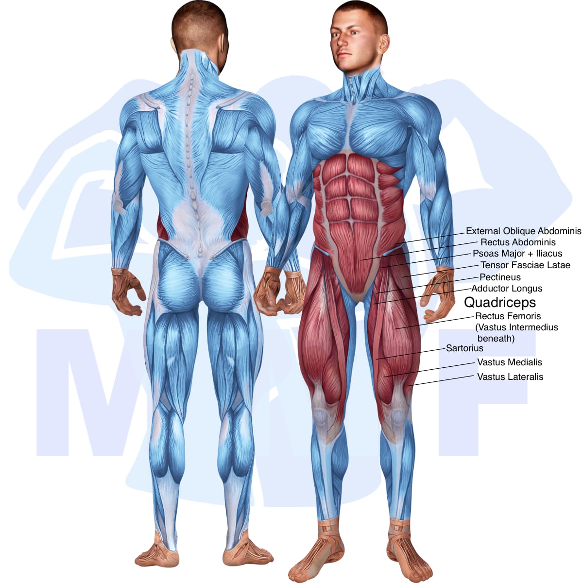 Image of the skeletal muscular system with the muscles used in the lying leg raises with bands exercise highlighted in red and the rest in blue.