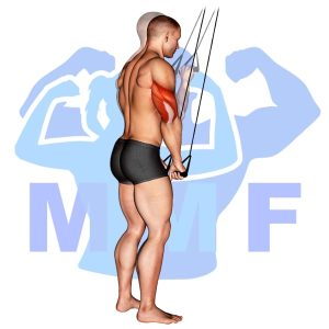 Graphic image of Tricep Pushdown With Bands.