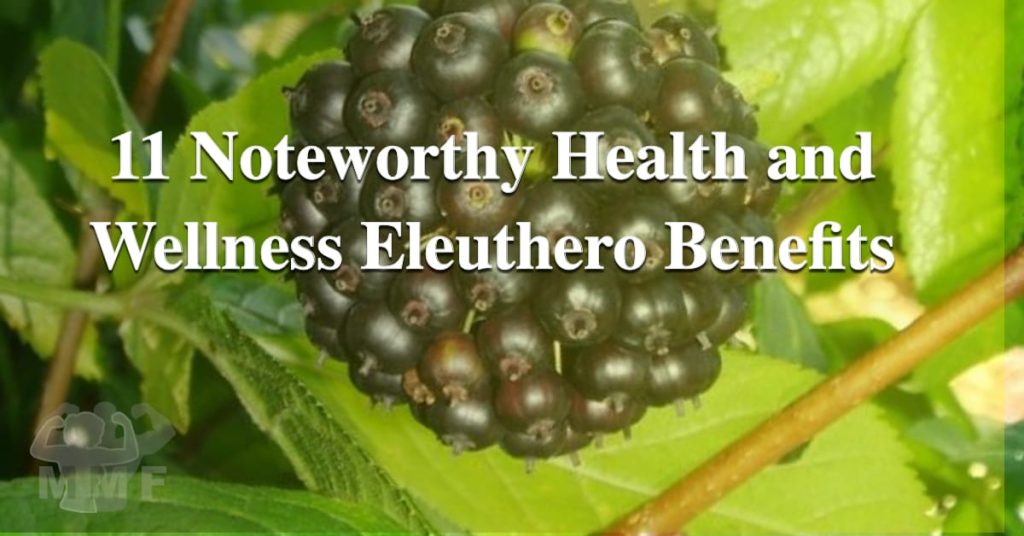11 Noteworthy Health and Wellness Eleuthero Benefits - The Eleuthero benefits may be the reason we now have the term Adaptogen.  This first adaptogen is used holistically from it berries to its roots for its energy and immune boosting properties along with these other health benefits.