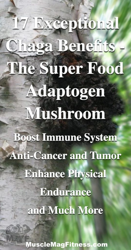 Pinterest image of These mushrooms can boost your immune system, reduce inflammation, fight free radicals, and manage the effects of diabetes.  These are just a few of the 17 Chaga benefits we found.