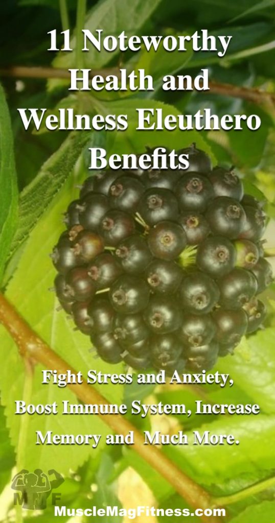 Pinterest image of 11 Noteworthy Health and Wellness Eleuthero Benefits - The Eleuthero benefits may be the reason we now have the term Adaptogen.  This first adaptogen is used holistically from it berries to its roots for its energy and immune boosting properties along with these other health benefits.