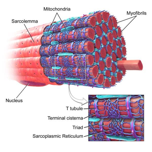 Skeletal muscle dissection with labels.