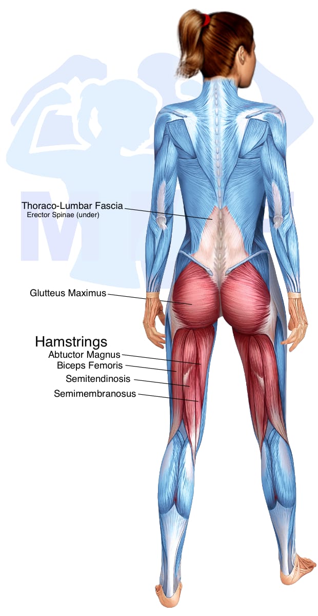 Image of the skeletal muscular system with the muscles used in the 45 degree twisting hyperextension exercise highlighted in red and the rest in blue.