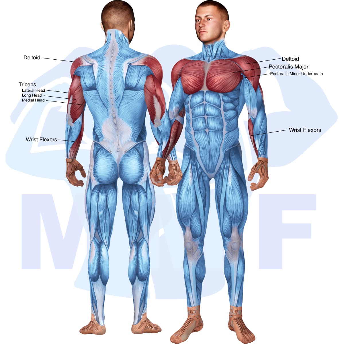 Image of the skeletal muscular system with the muscles used in the alternate cable triceps extensions exercise highlighted in red and the rest in blue.