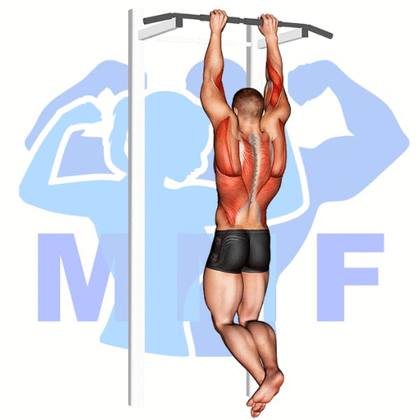 Graphic image of a muscular man performing Brachialis Pull Up.