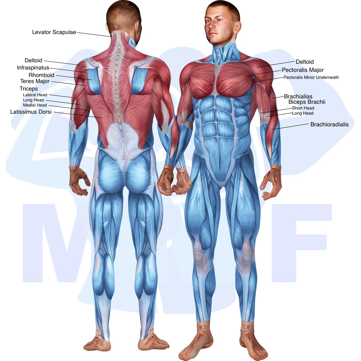 Image of the skeletal muscular system with the muscles used in the brachialis pull up exercise highlighted in red and the rest in blue.