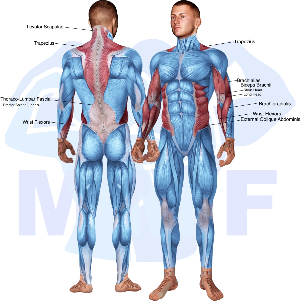 Image of the skeletal muscular system with the muscles used in the seated cable concentration curlss exercise highlighted in red and the rest in blue.