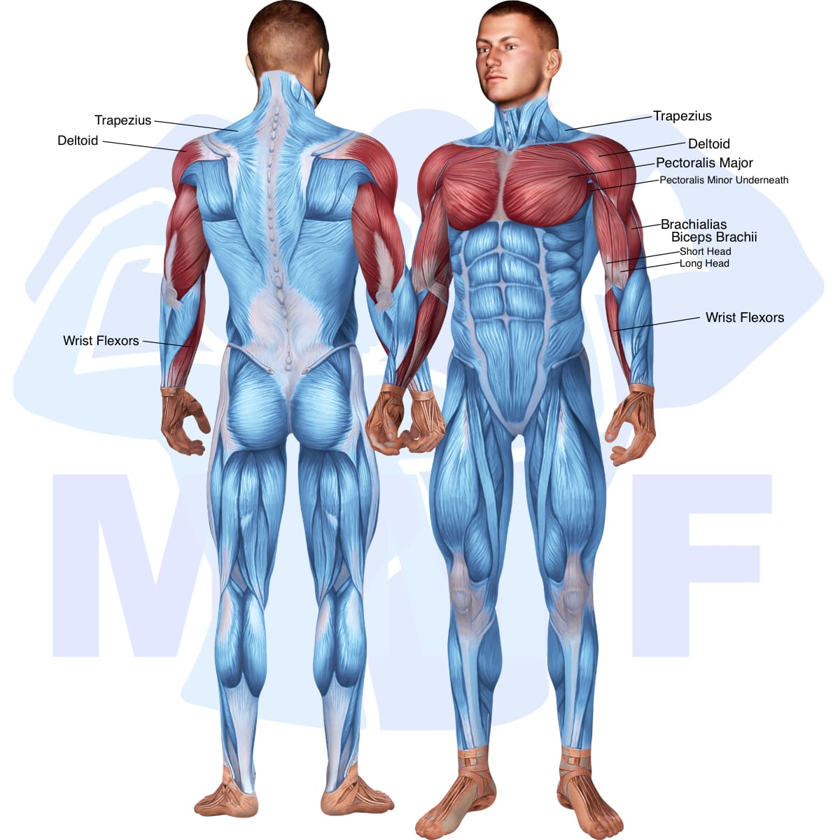 Image of the skeletal muscular system with the muscles used in the cable decline fly exercise highlighted in red and the rest in blue.