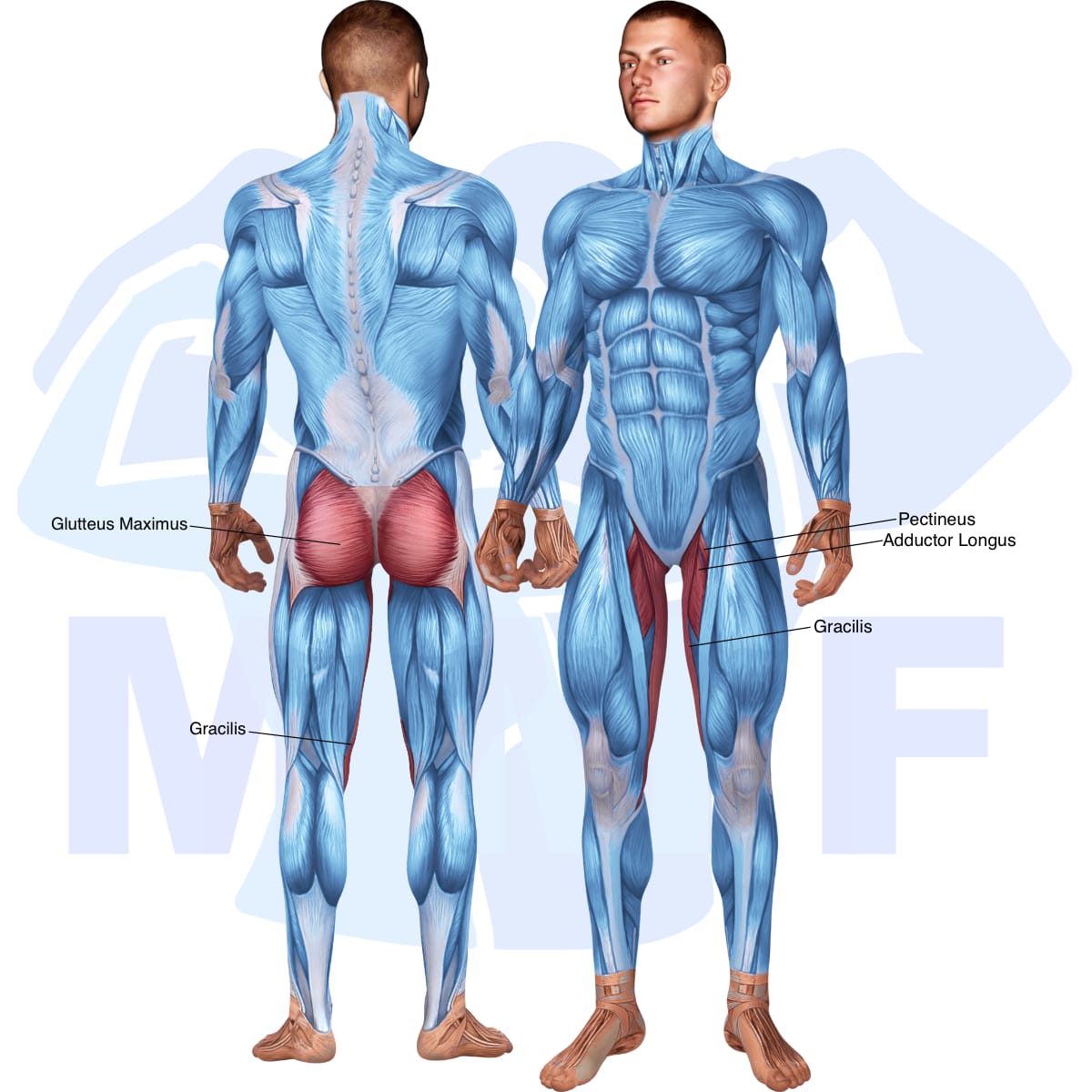 Image of the skeletal muscular system with the muscles used in the cable hip adduction exercise highlighted in red and the rest in blue.