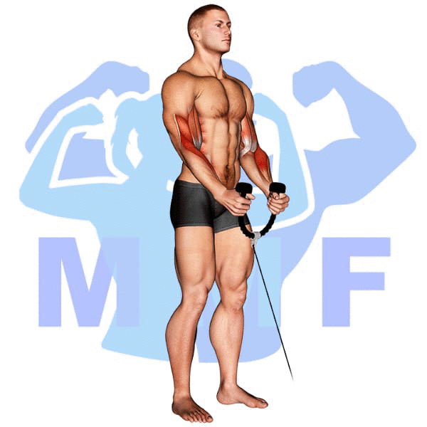 Graphic image of a muscular man performing Cable Rope Hammer Curl.