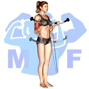 Graphic image of Cable Straight Bar Curls.