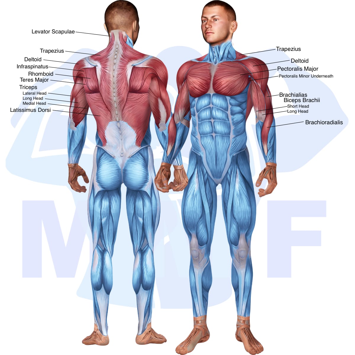 Image of the skeletal muscular system with the muscles used in the chin up exercise highlighted in red and the rest in blue.
